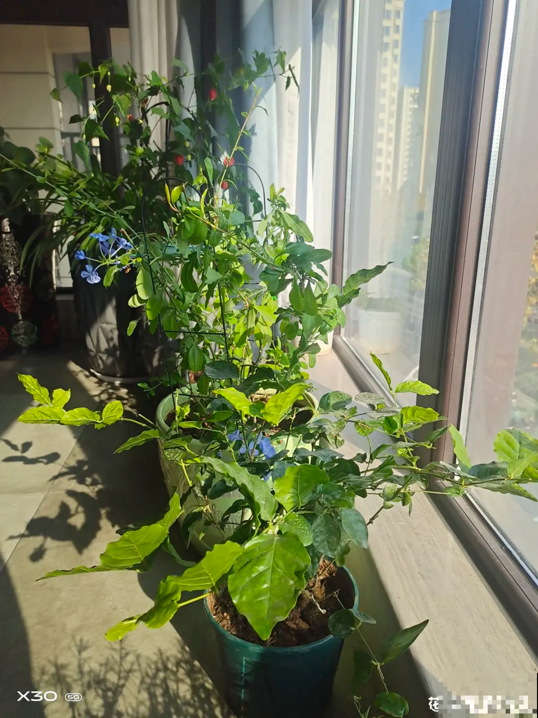 冬天养花注重养根,6个养根方法,学会很重要 冬天养花注重养根,6个养根方法,学会很重要