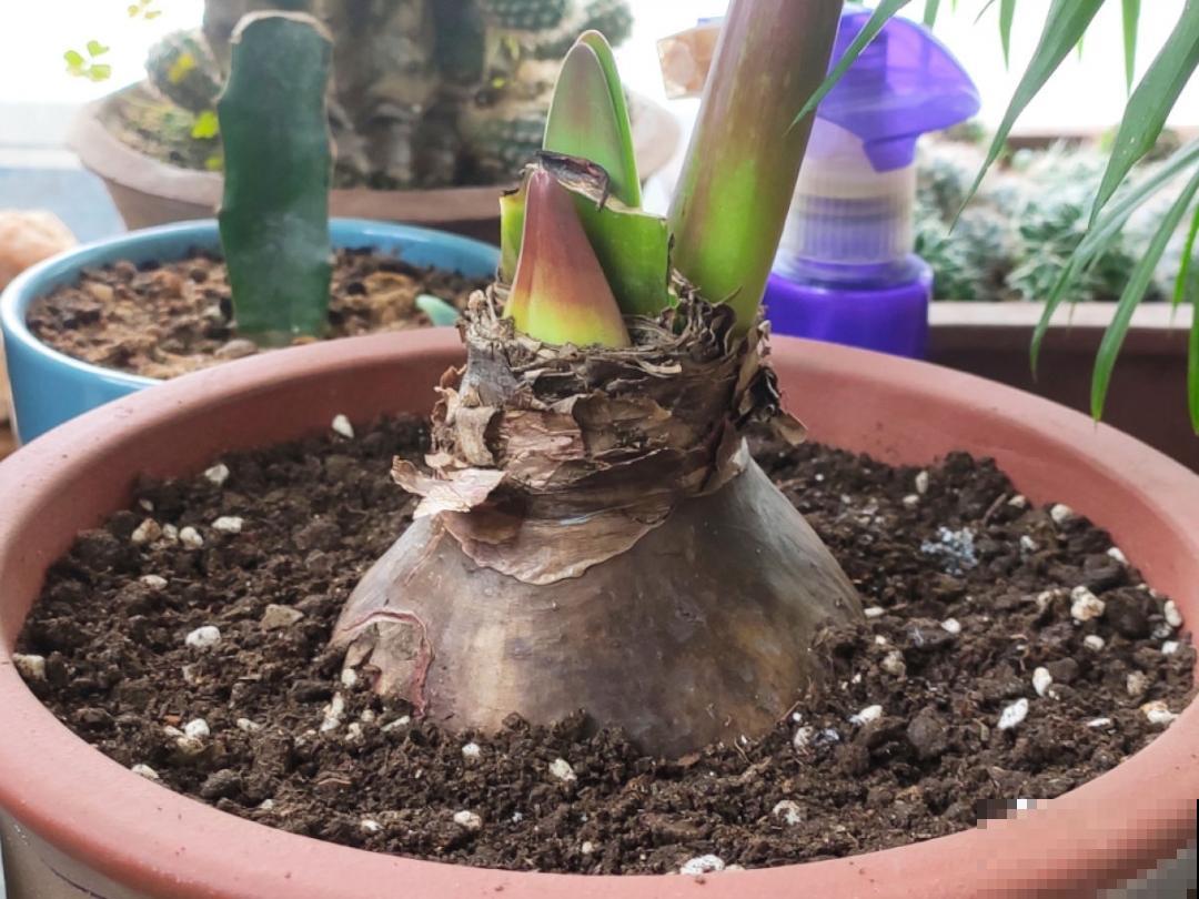 9种花特怕冷,现在赶紧套个袋,保暖很重要 9种花特怕冷,现在赶紧套个袋,保暖很重要