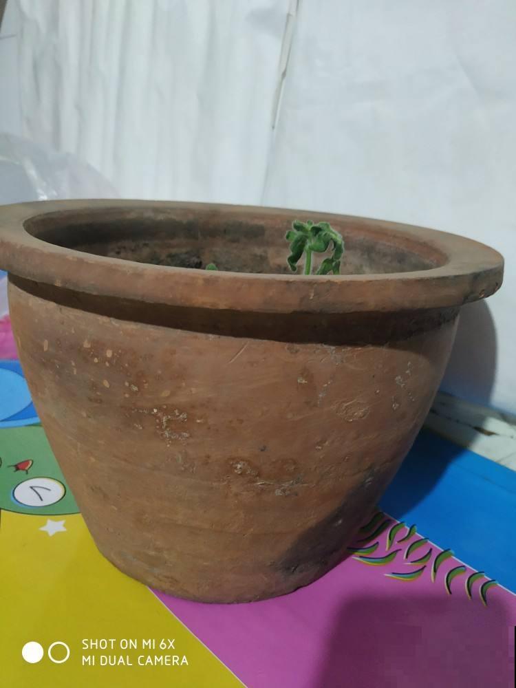 找对地方捡花,买花钱能少一半,你都知道从哪捡花吗 找对地方捡花,买花钱能少一半,你都知道从哪捡花吗