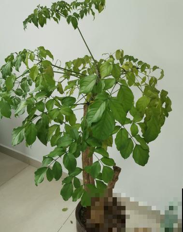 幸福树叶子哗哗掉,再不管,最后掉成“光杆司令” 幸福树叶子哗哗掉,再不管,最后掉成“光杆司令”