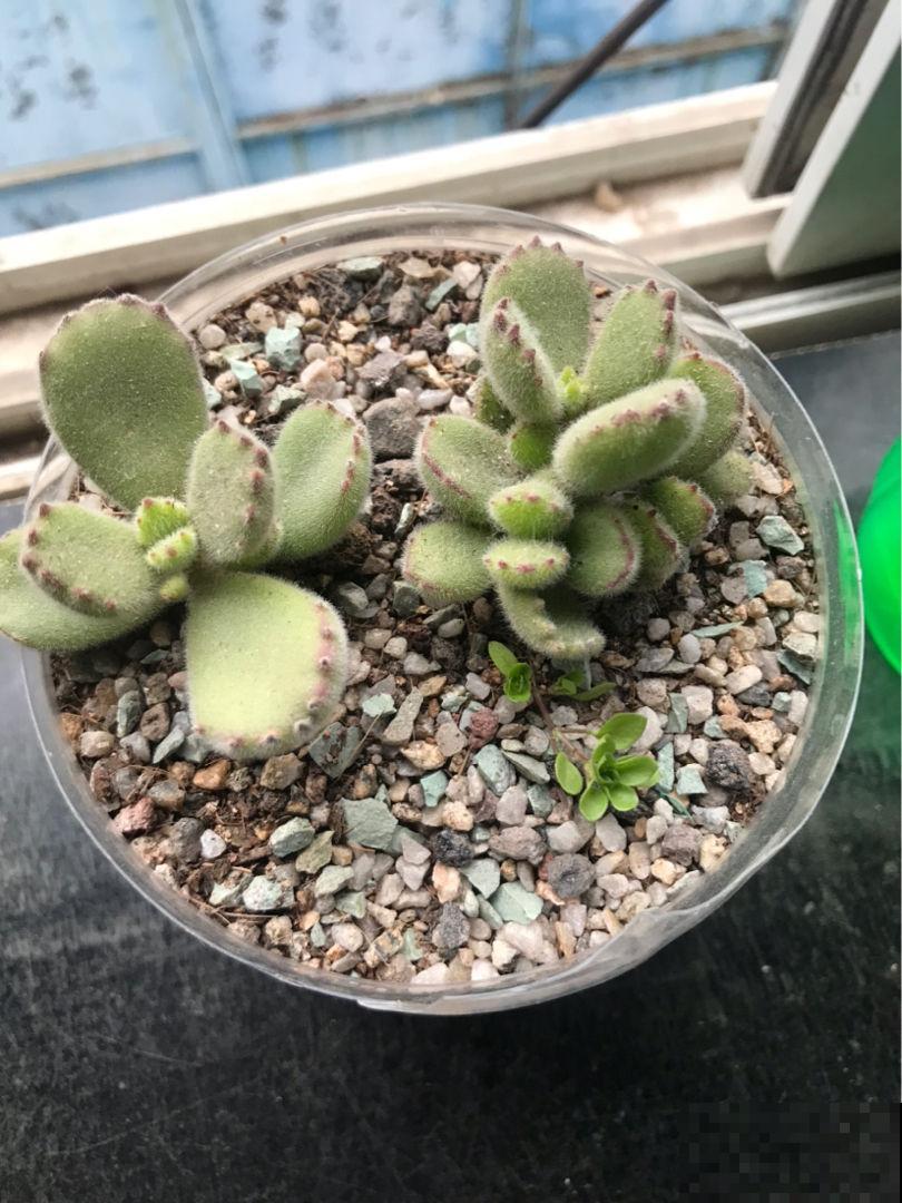 19种多肉，花市买来像白捡，离流行趋势更近了