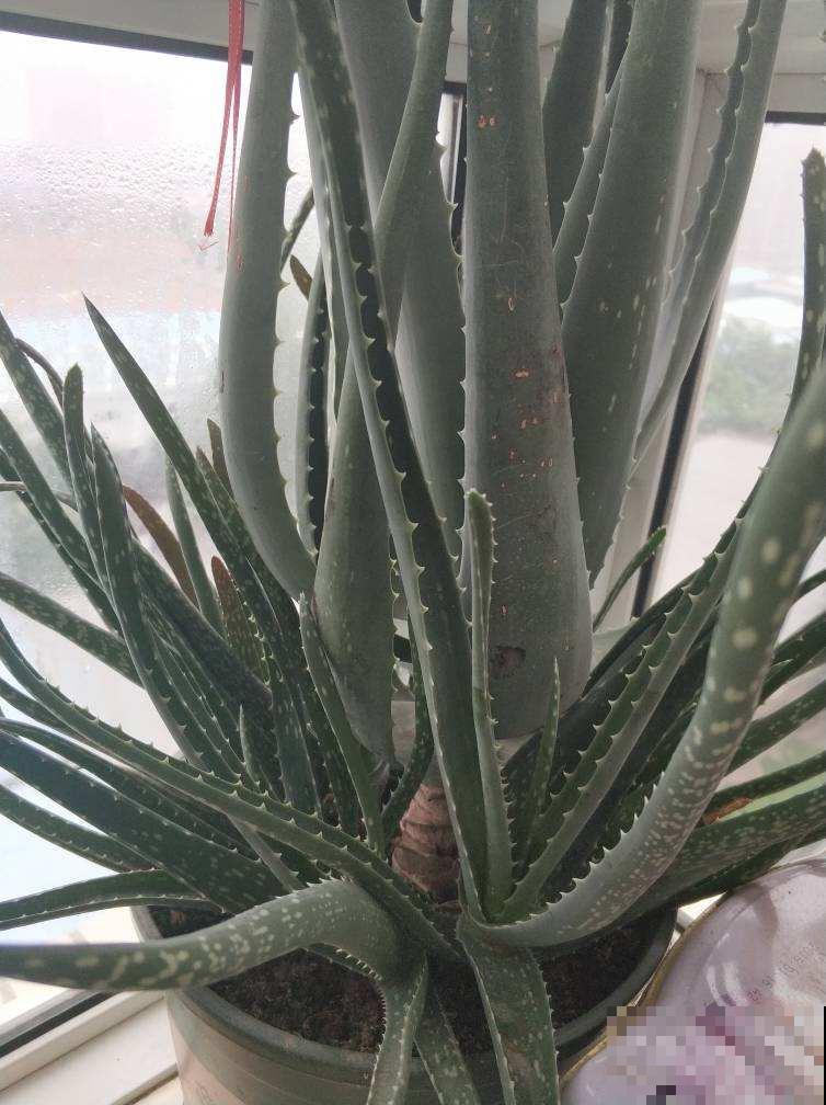 喜欢养花的女人，都应该养盆芦荟，美容养颜好处多