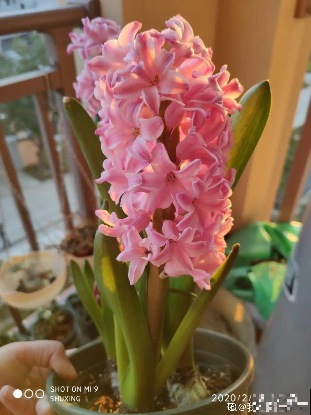 8种花养屋子里，满屋香味儿，雅致又唯美