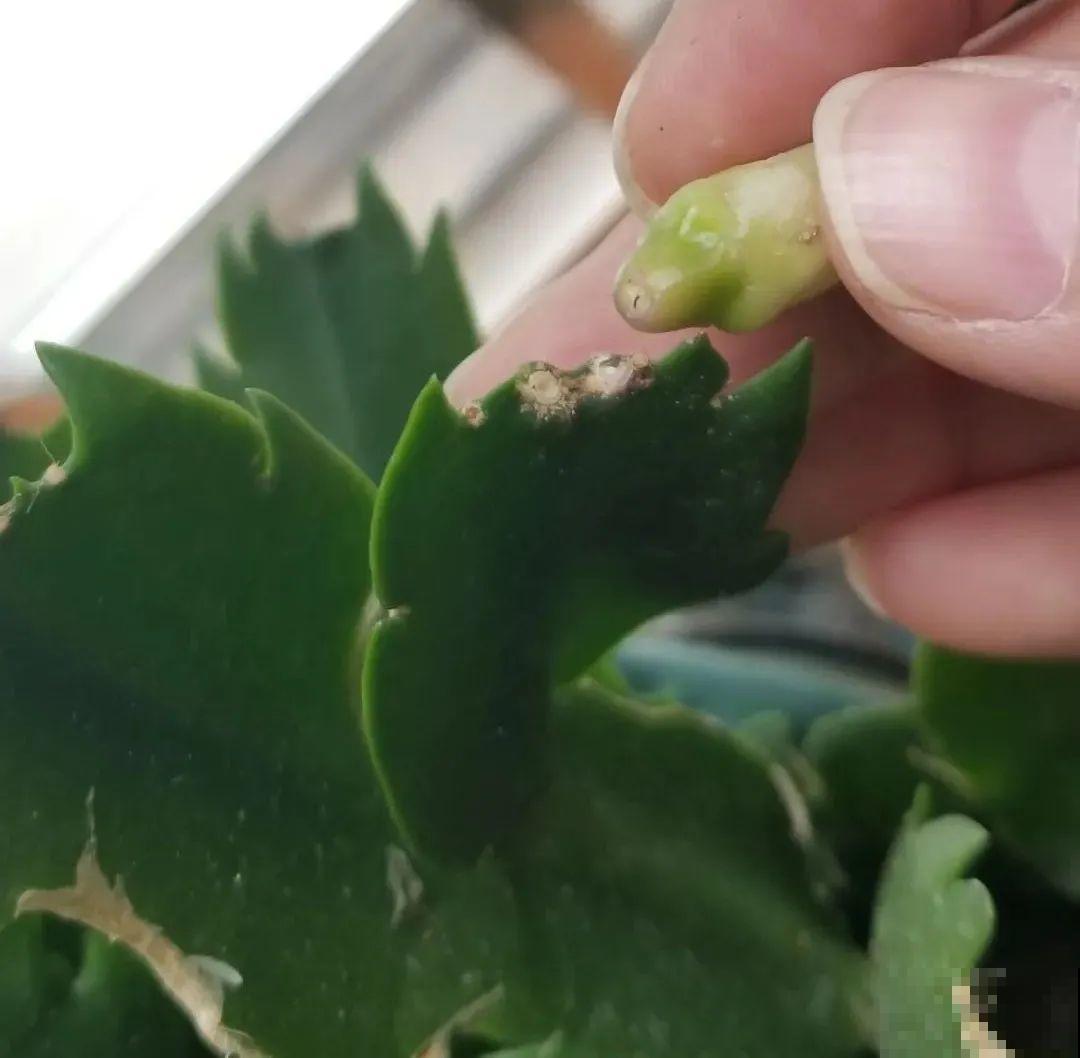 蟹爪兰软趴趴、掉花苞？它有“5怕”，避开后，叶片硬如铁！