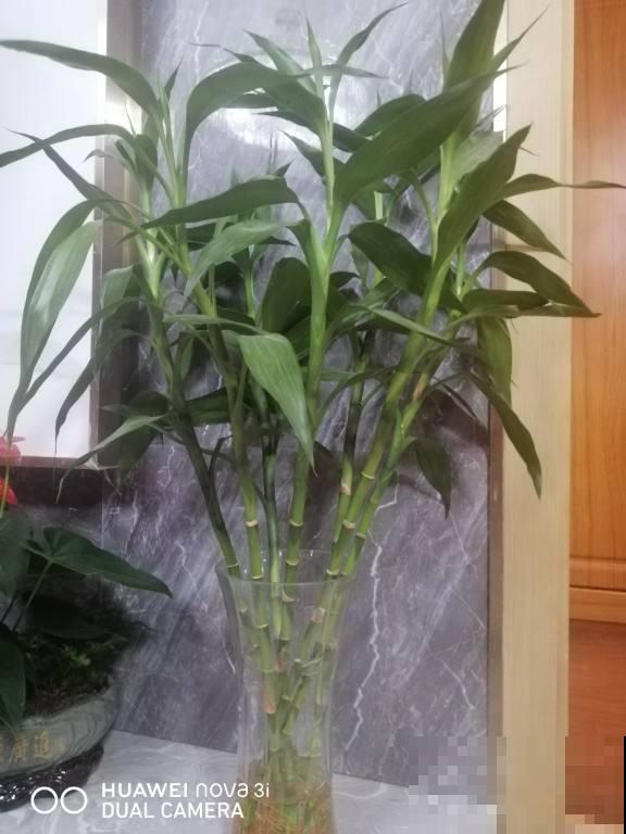 富贵竹买回家不要直接上盆,学会这5步,生根快不黄叶 富贵竹买回家不要直接上盆,学会这5步,生根快不黄叶