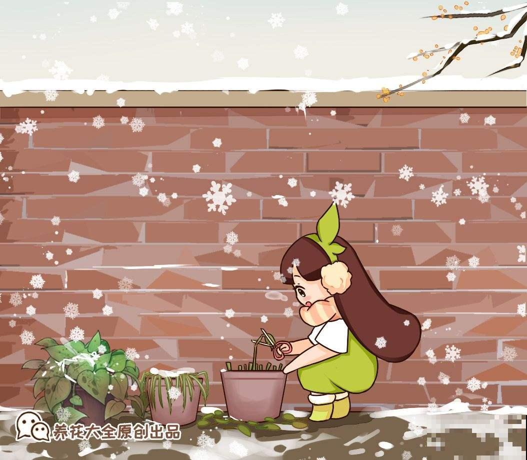 买花也有“潜规则”，教你正确买花，新手小白不容易被骗