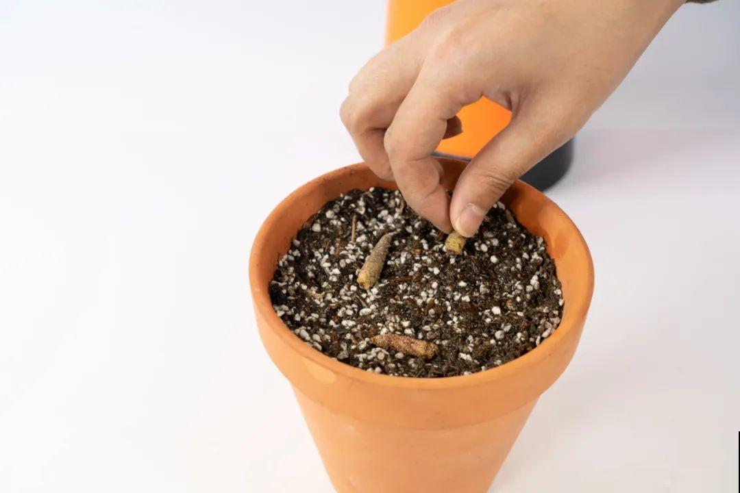 长筒花是“室内花量王者”，没光也能开爆盆，阳台党福音