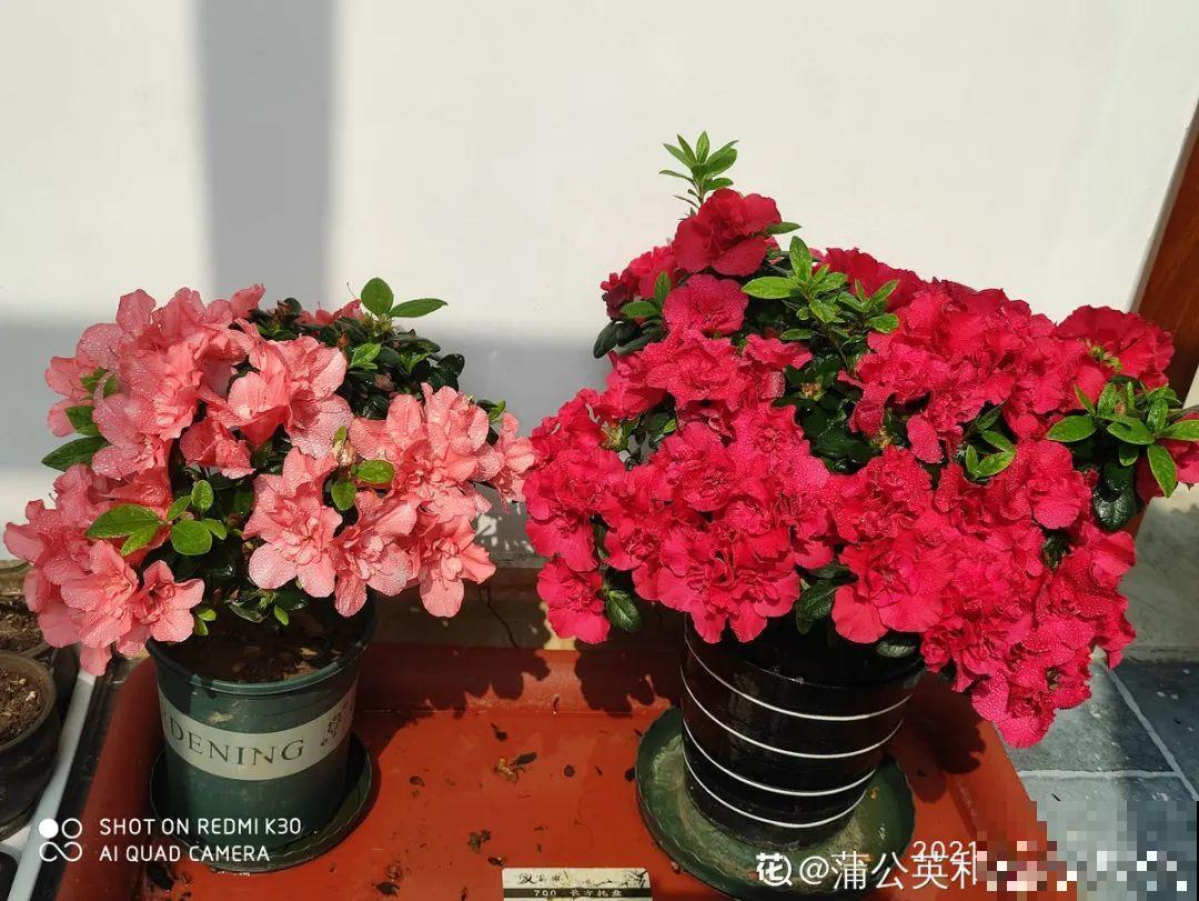 8种花，年年买，年年养死，今年可别当冤大头