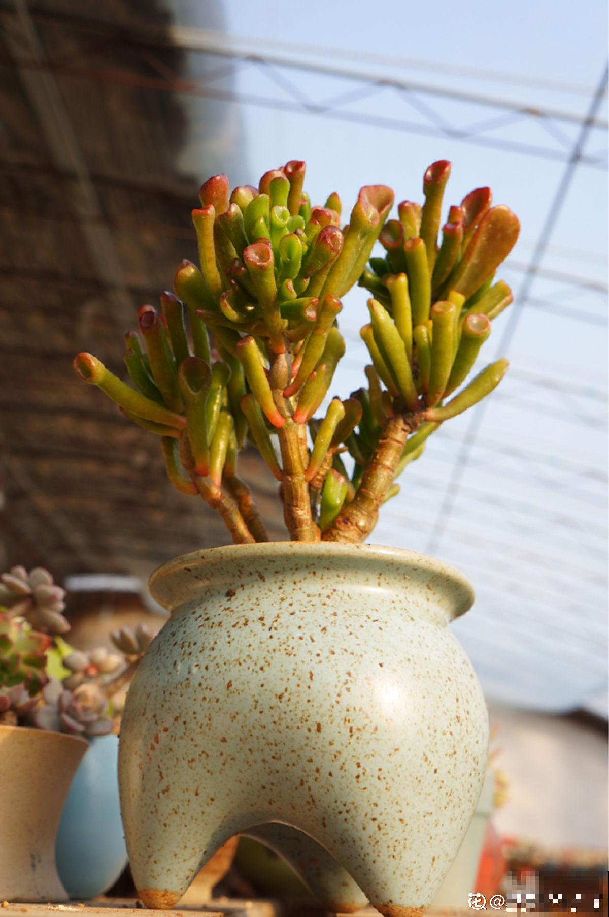 家里养的筒叶花月,还有“吸财”好兆头,养1盆真的不够 家里养的筒叶花月,还有“吸财”好兆头,养1盆真的不够