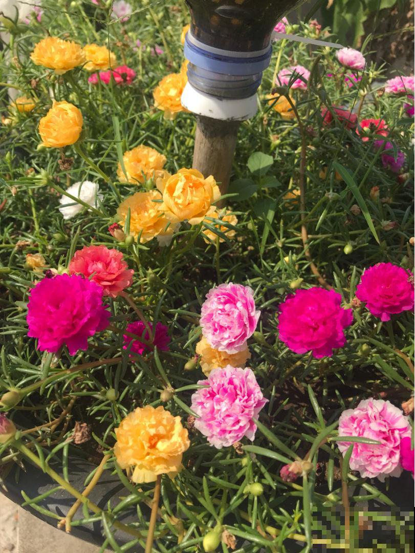 养花离不开施肥，5种常见肥，用对了效果翻倍