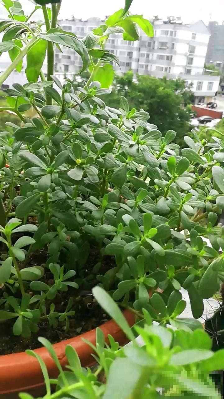 常见的5种野菜,见到了就拔回家,好吃解腻还不花钱 常见的5种野菜,见到了就拔回家,好吃解腻还不花钱