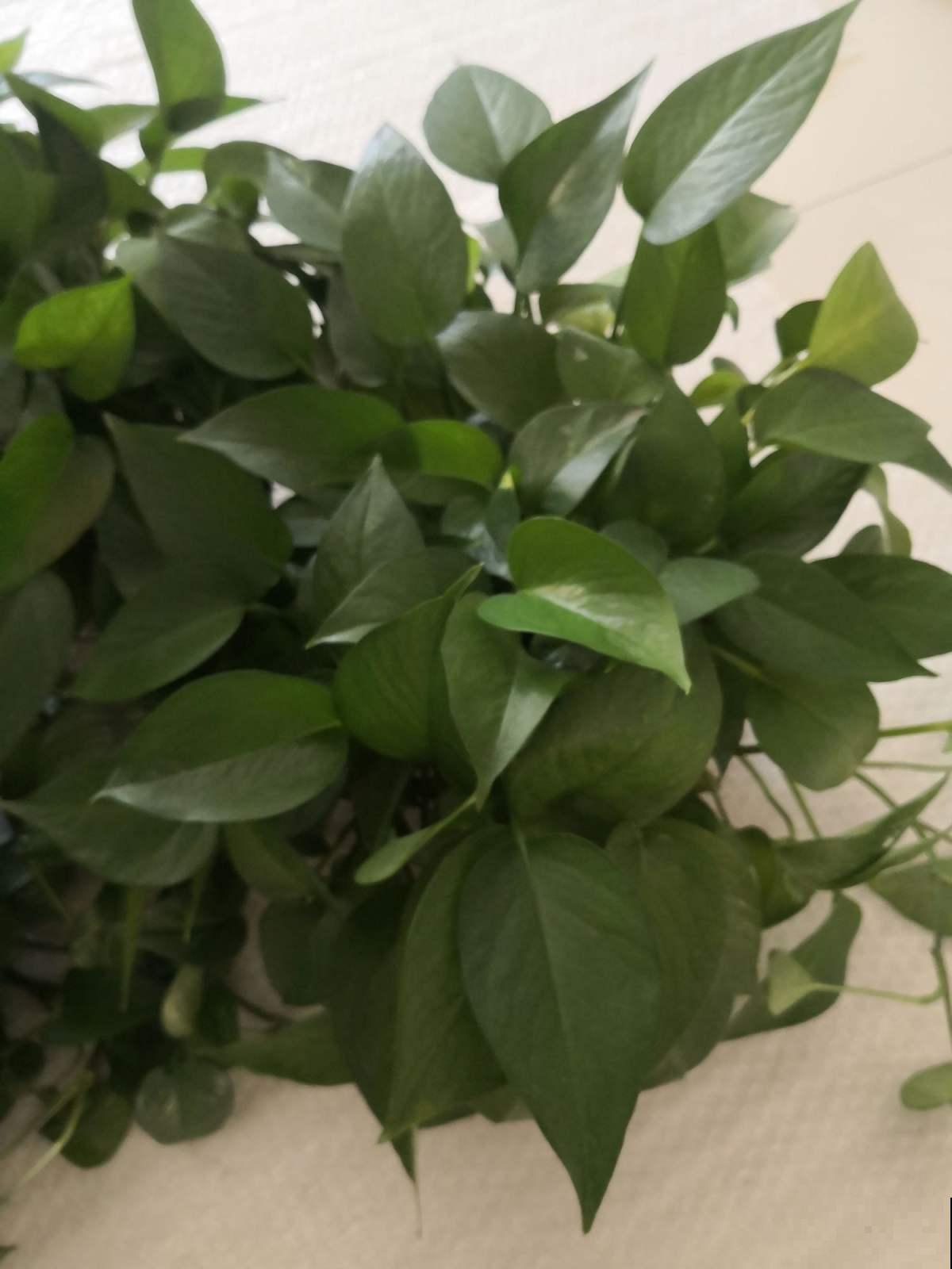 冬季绿萝怎么养,才能安全过冬,其实很多人都养错了 冬季绿萝怎么养,才能安全过冬,其实很多人都养错了