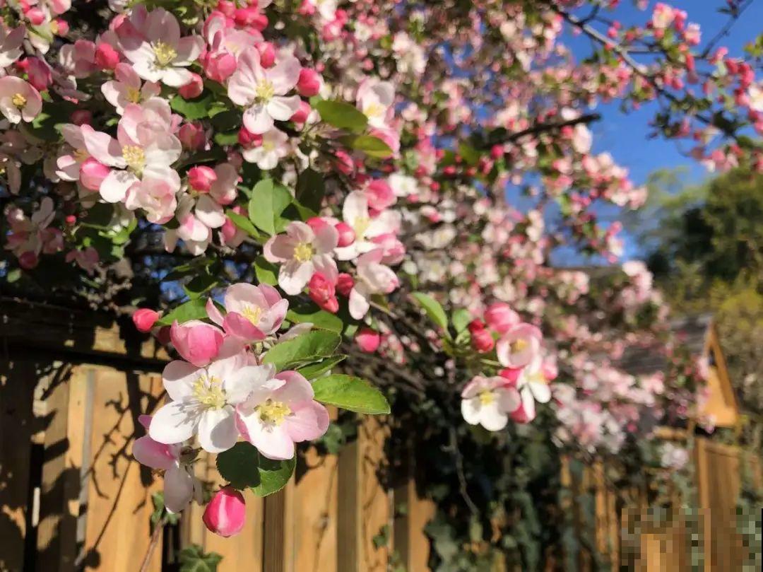 八种花养成老桩,有镇宅旺家好兆头,生机满满 八种花养成老桩,有镇宅旺家好兆头,生机满满