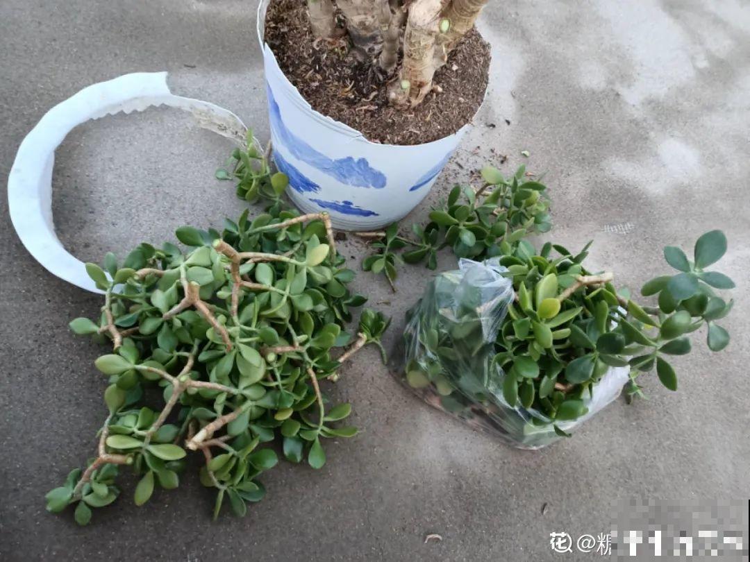 10种花得穷养，盆越小、水越少，越长得旺