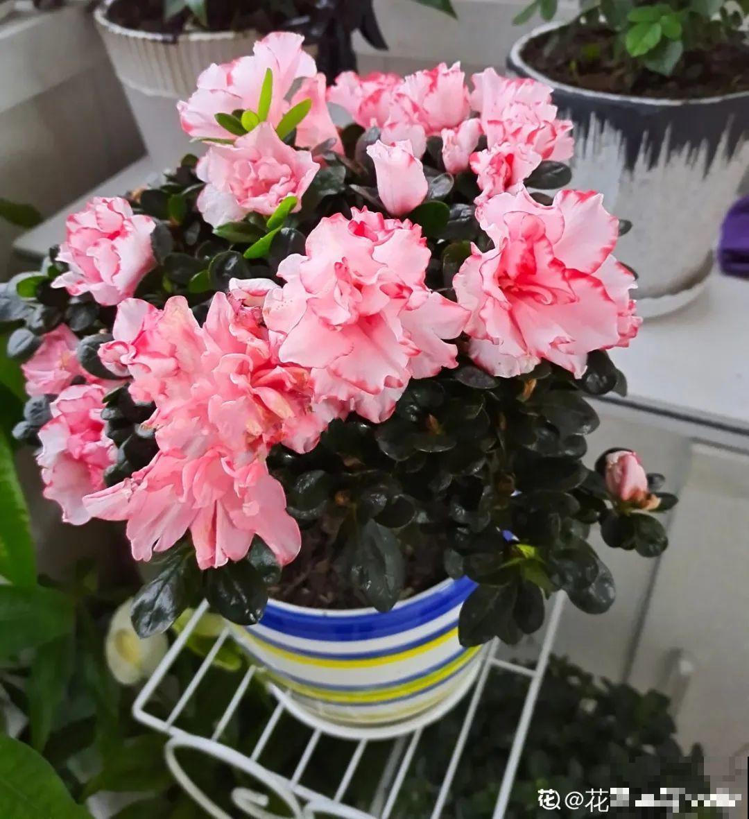 1种花美成“花中西施”，春夏秋冬都能开，好养易爆盆！