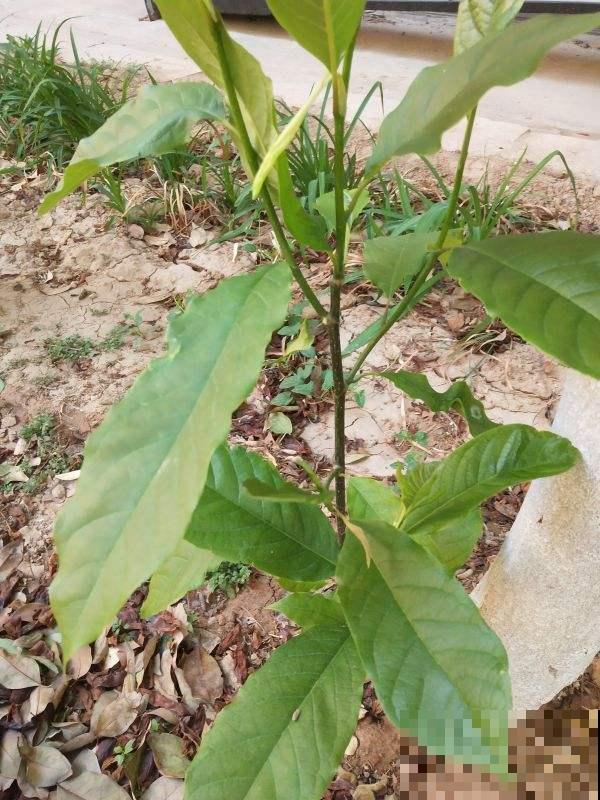 5种“入侵花”，除都除不掉，太恐怖了