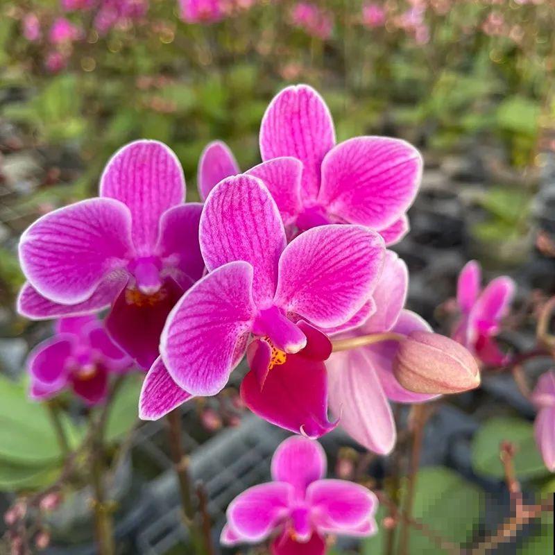 12月啦,快买“喜庆花”,能开3个月,下个月就涨价,别被 12月啦,快买“喜庆花”,能开3个月,下个月就涨价,别被