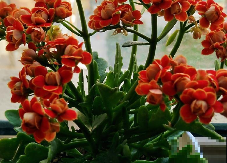 入秋后养长寿花，浇水没浇好，从根烂到茎