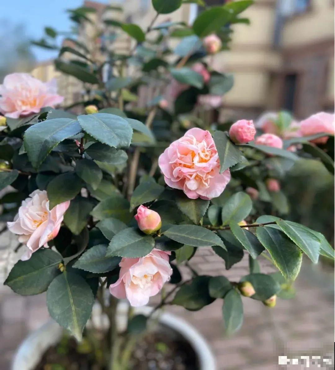 10种旺运花，一个月内要涨价，现在赶紧买