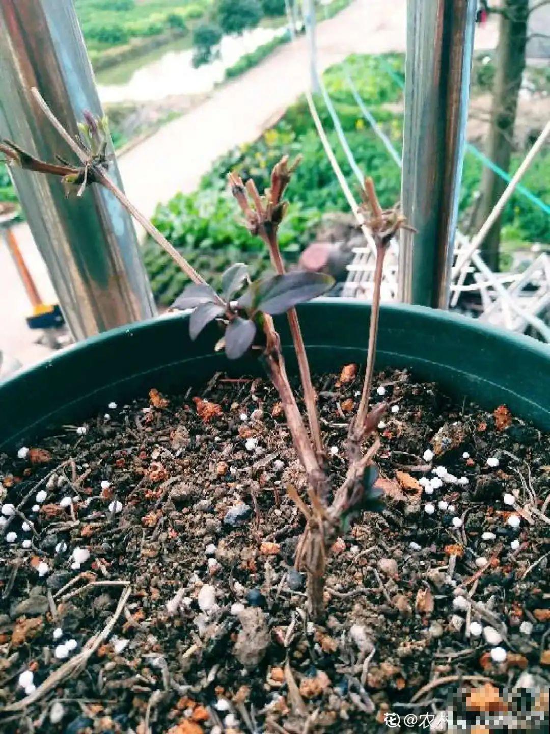 7种花冬天会假死，叶子掉光不要扔，明年还能大爆花！