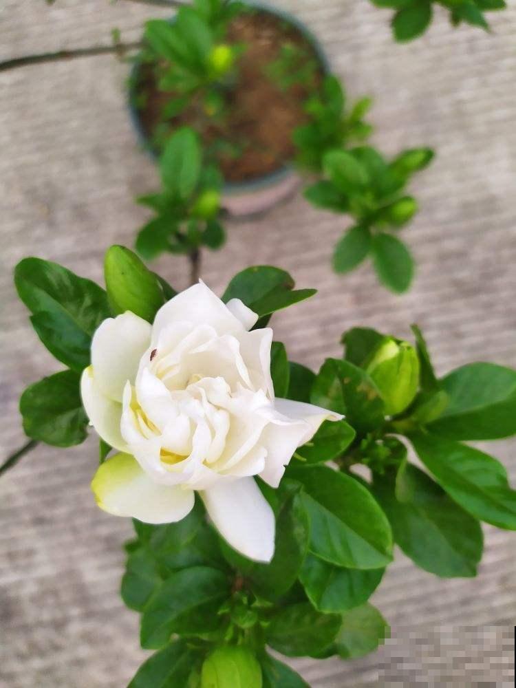 8种花，也太难养了，养好的都是大神