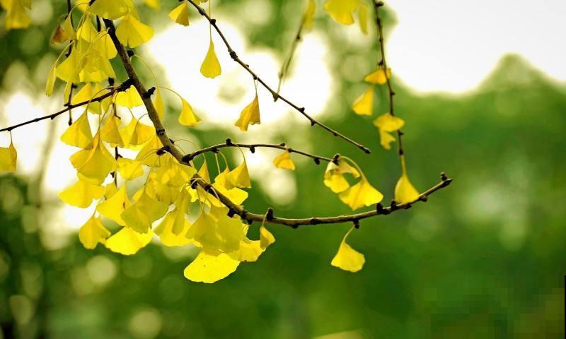 能活上百年的7种植物,长寿又吉利,能养成“传家宝” 能活上百年的7种植物,长寿又吉利,能养成“传家宝”