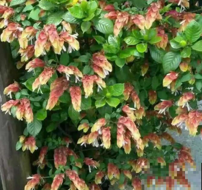 7种花养在家,可爱又个性,开花像小动物 7种花养在家,可爱又个性,开花像小动物