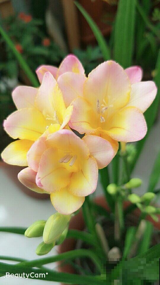 冬天养1种“香水花”,比绿萝好养,开花成“彩虹”,满屋子香味 冬天养1种“香水花”,比绿萝好养,开花成“彩虹”,满屋子香味