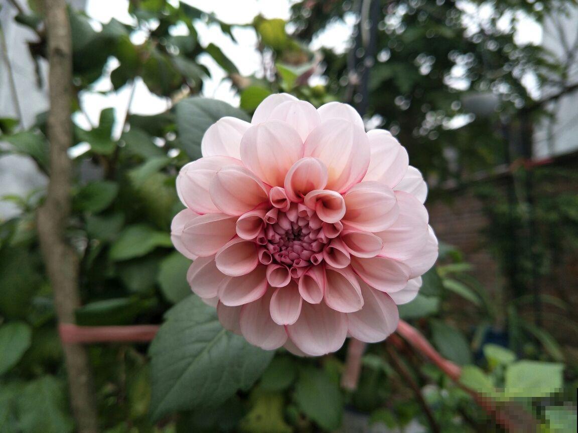 只是在家养了盆大丽花，开花竟然比牡丹还美，惹得邻居直称赞