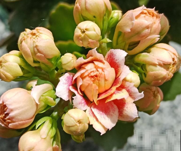 入秋后养长寿花，浇水没浇好，从根烂到茎