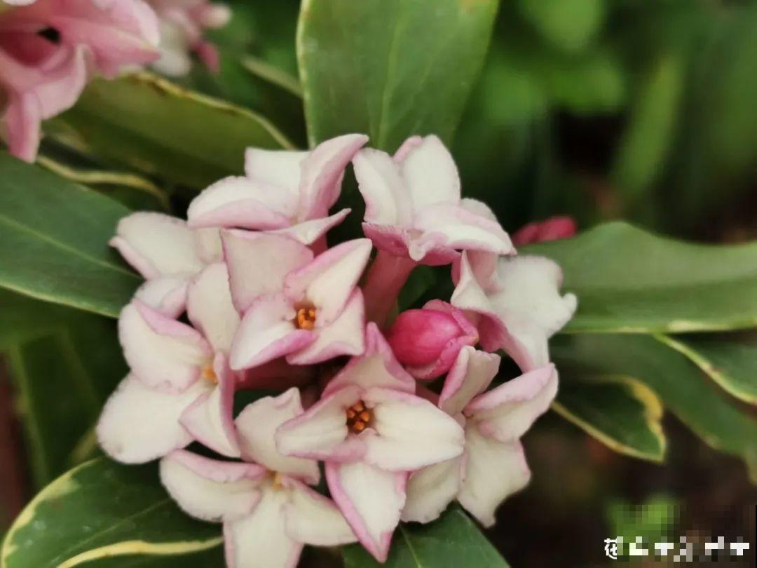 秋天在家养盆“香香花”，满屋子香味，还特耐寒