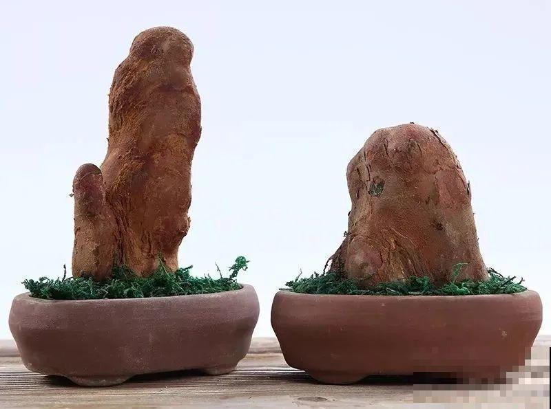 腊月买花要睁大眼,这8种花别要,养不活还浪费钱 腊月买花要睁大眼,这8种花别要,养不活还浪费钱