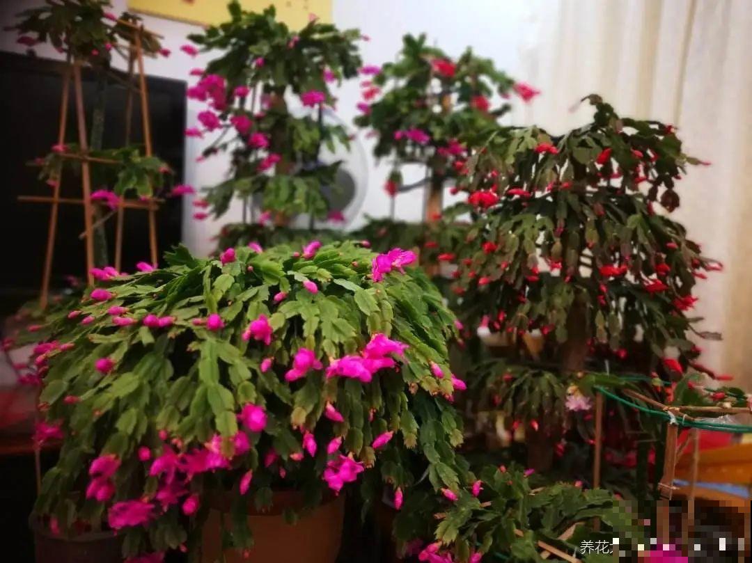 7种花养在家,可爱又个性,开花像小动物 7种花养在家,可爱又个性,开花像小动物