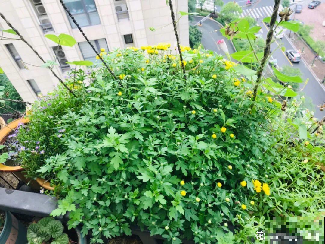 入秋一盆水,休眠的花“醒了”,猛长大花苞 入秋一盆水,休眠的花“醒了”,猛长大花苞