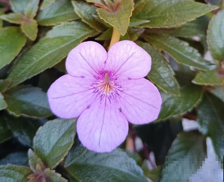 5种“好运花”，家里没光也能开花爆盆，适合养在客厅