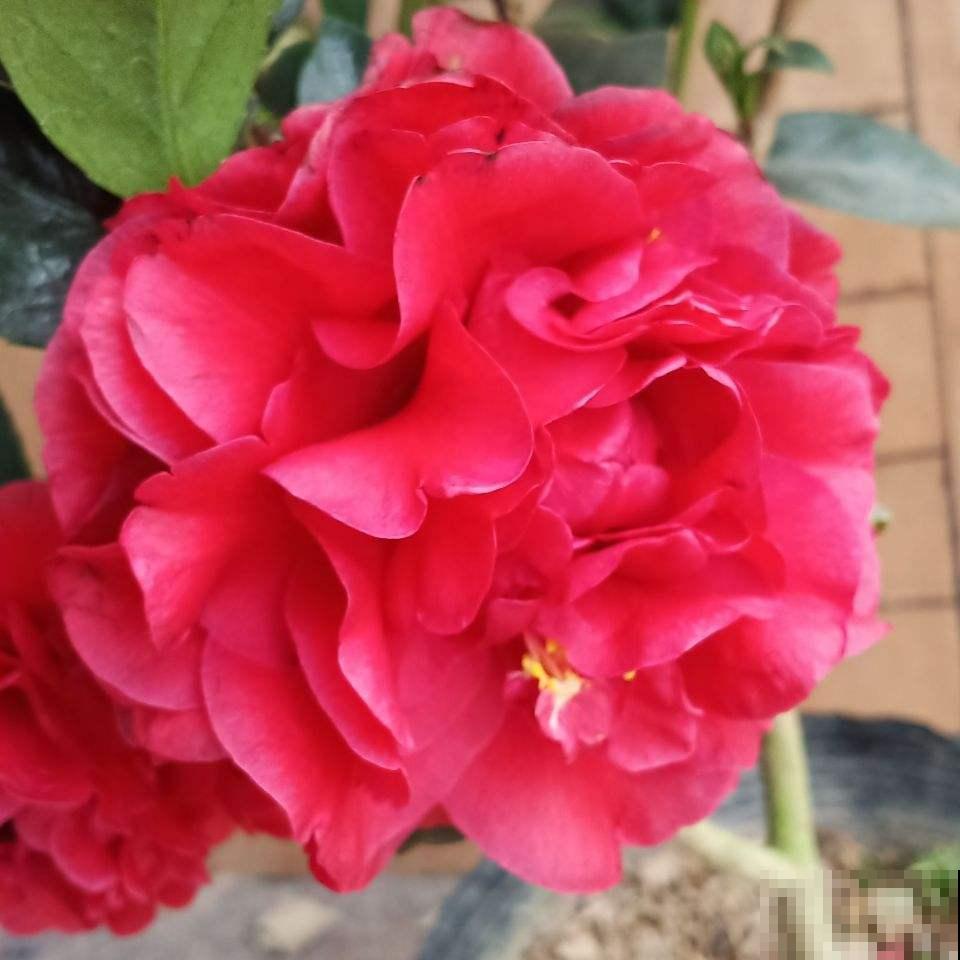 年底养些喜庆花,家里一年都吉祥,6种年宵花现在买正合适 年底养些喜庆花,家里一年都吉祥,6种年宵花现在买正合适