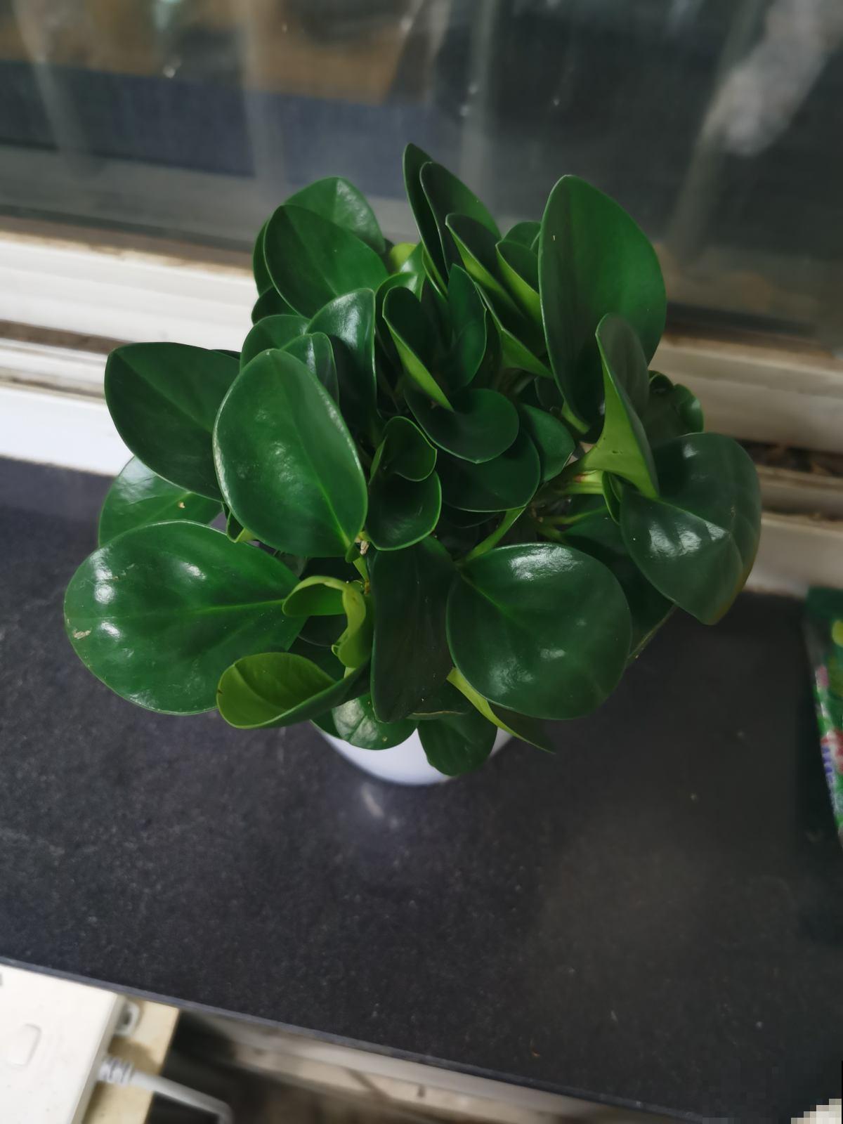 同样在养豆瓣绿，邻居养成老桩，凭什么我的叶子就是发黄？