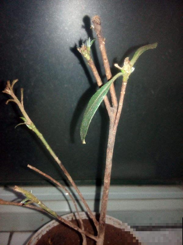 老花匠轻易不说的养根窍门,柳根泡水加“小秘方”,比营养液管用 老花匠轻易不说的养根窍门,柳根泡水加“小秘方”,比营养液管用