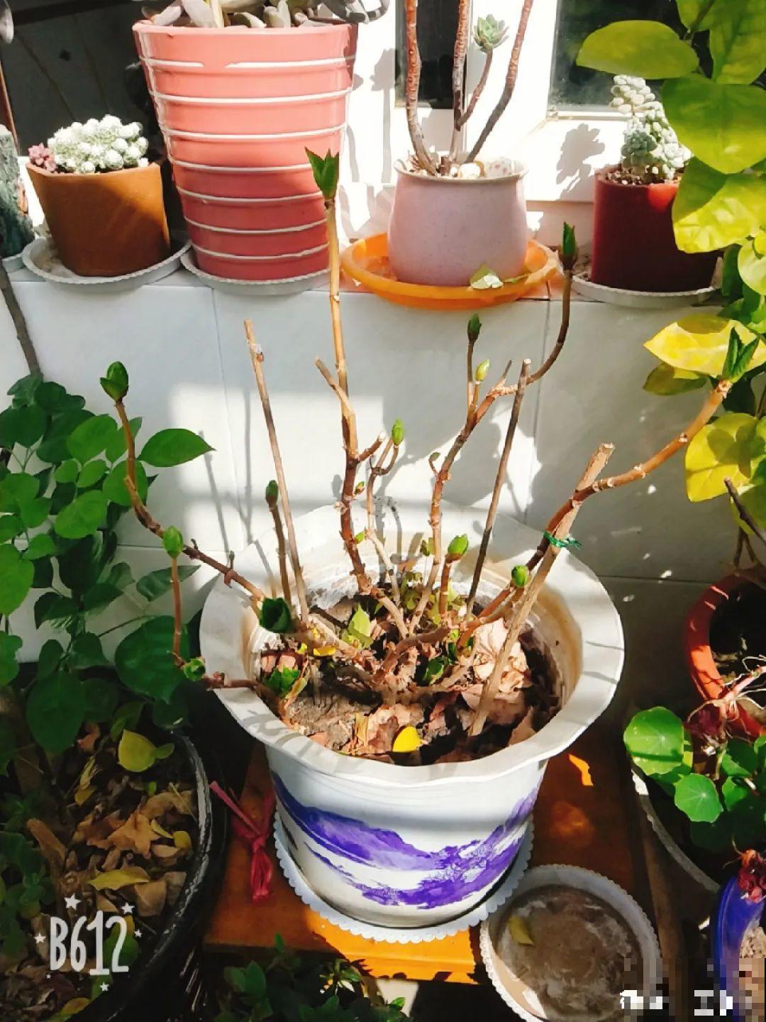 7种花冬天会假死，叶子掉光不要扔，明年还能大爆花！