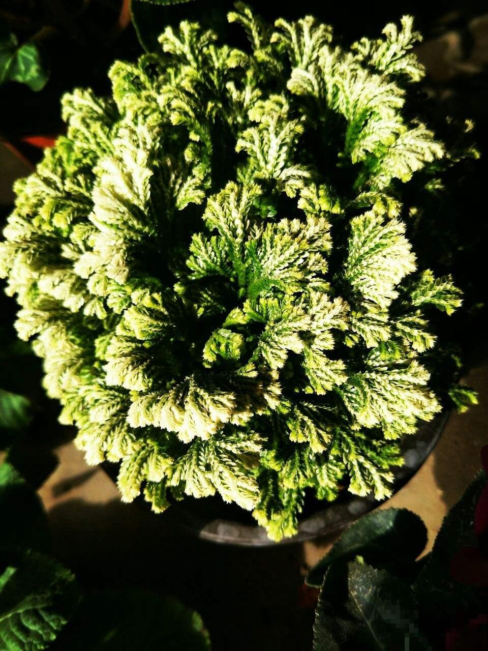 1种花名叫“九死还魂草”，干成“枯草”后浇点水，照样恢复生机