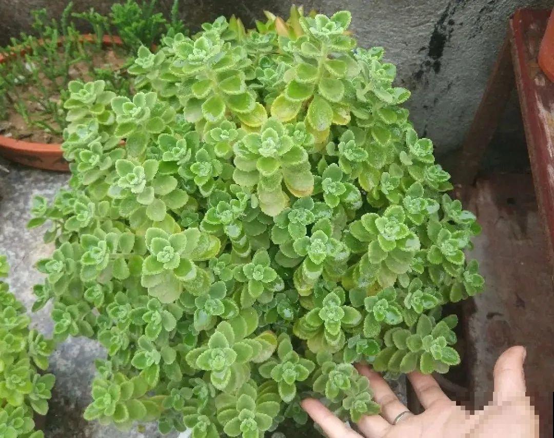 秋天在家养盆“香香花”，满屋子香味，还特耐寒