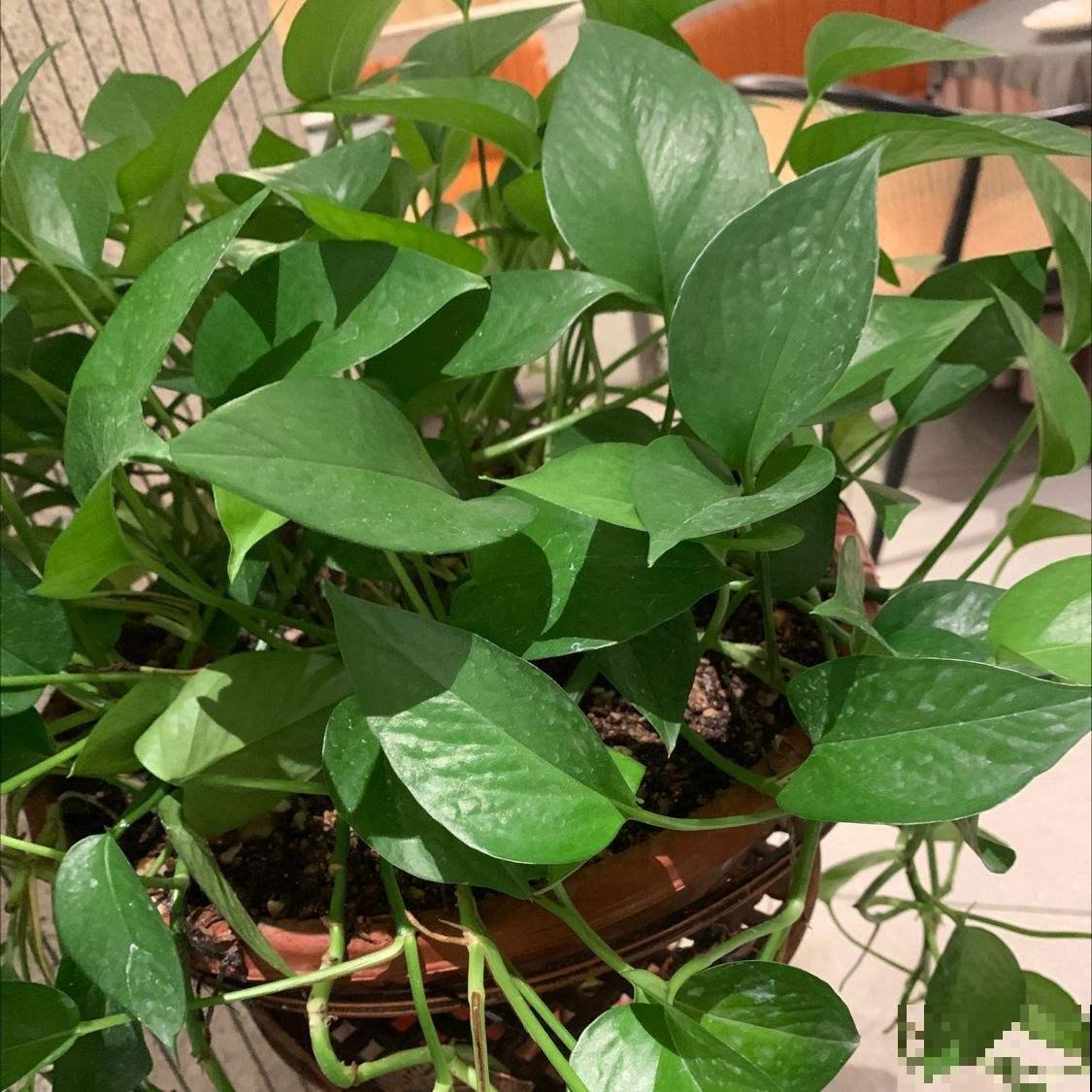 冬季绿萝怎么养,才能安全过冬,其实很多人都养错了 冬季绿萝怎么养,才能安全过冬,其实很多人都养错了