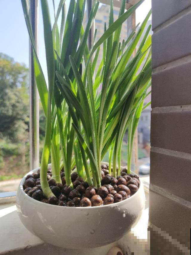 水仙花只长叶子不开花，狠点心剪一刀，问题就解决