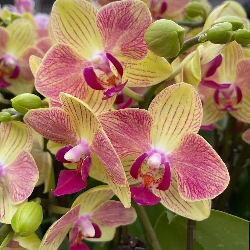 12月啦,快买“喜庆花”,能开3个月,下个月就涨价,别被 12月啦,快买“喜庆花”,能开3个月,下个月就涨价,别被