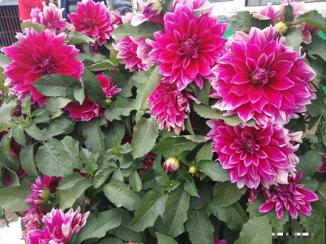 北方冬天,她的院子依旧开花满园,南方人看了都羡慕 北方冬天,她的院子依旧开花满园,南方人看了都羡慕