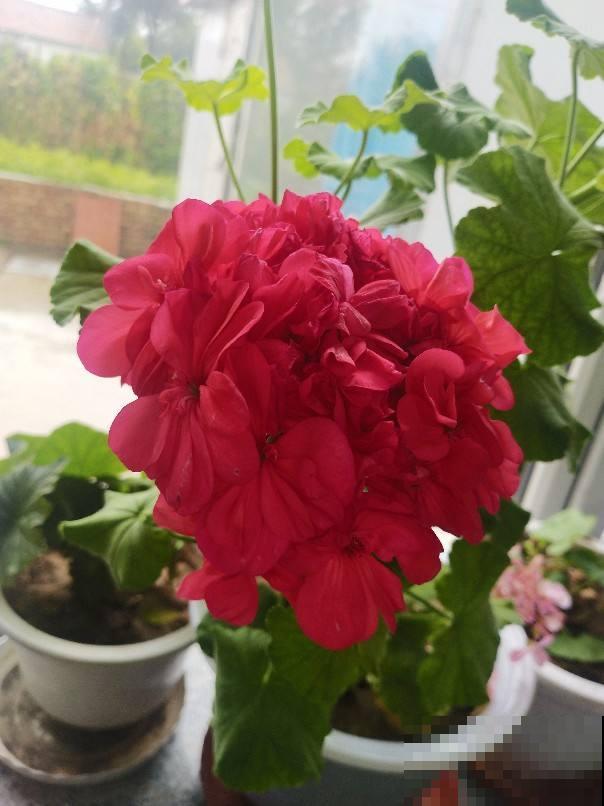 天竺葵是“开花机器”,一个动作不注意,刚长的花苞就掉一地! 天竺葵是“开花机器”,一个动作不注意,刚长的花苞就掉一地!