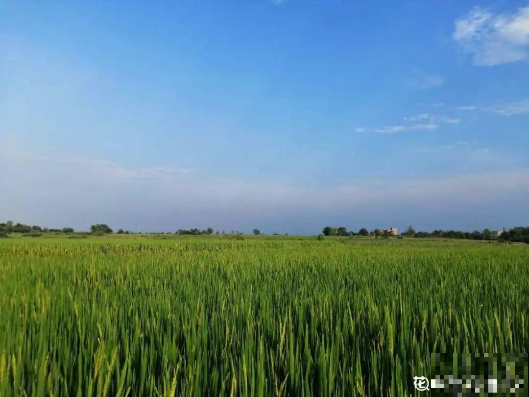 带着父母回农村，把老院子种满花，过简单生活