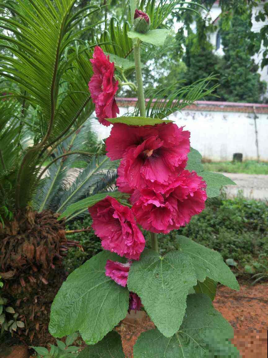 甄嬛传华妃口中的“一丈红”，其实就是蜀葵，开花艳丽多彩花期长