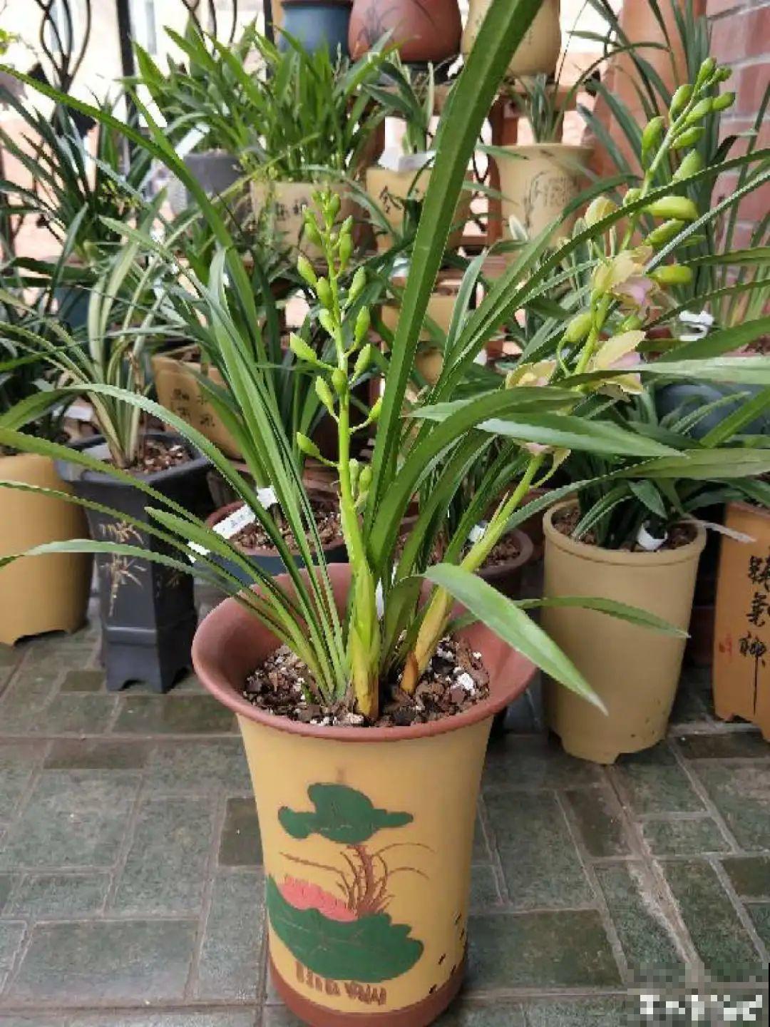 兰花中的“香味之王”,年底开花一串串,满屋飘香! 兰花中的“香味之王”,年底开花一串串,满屋飘香!