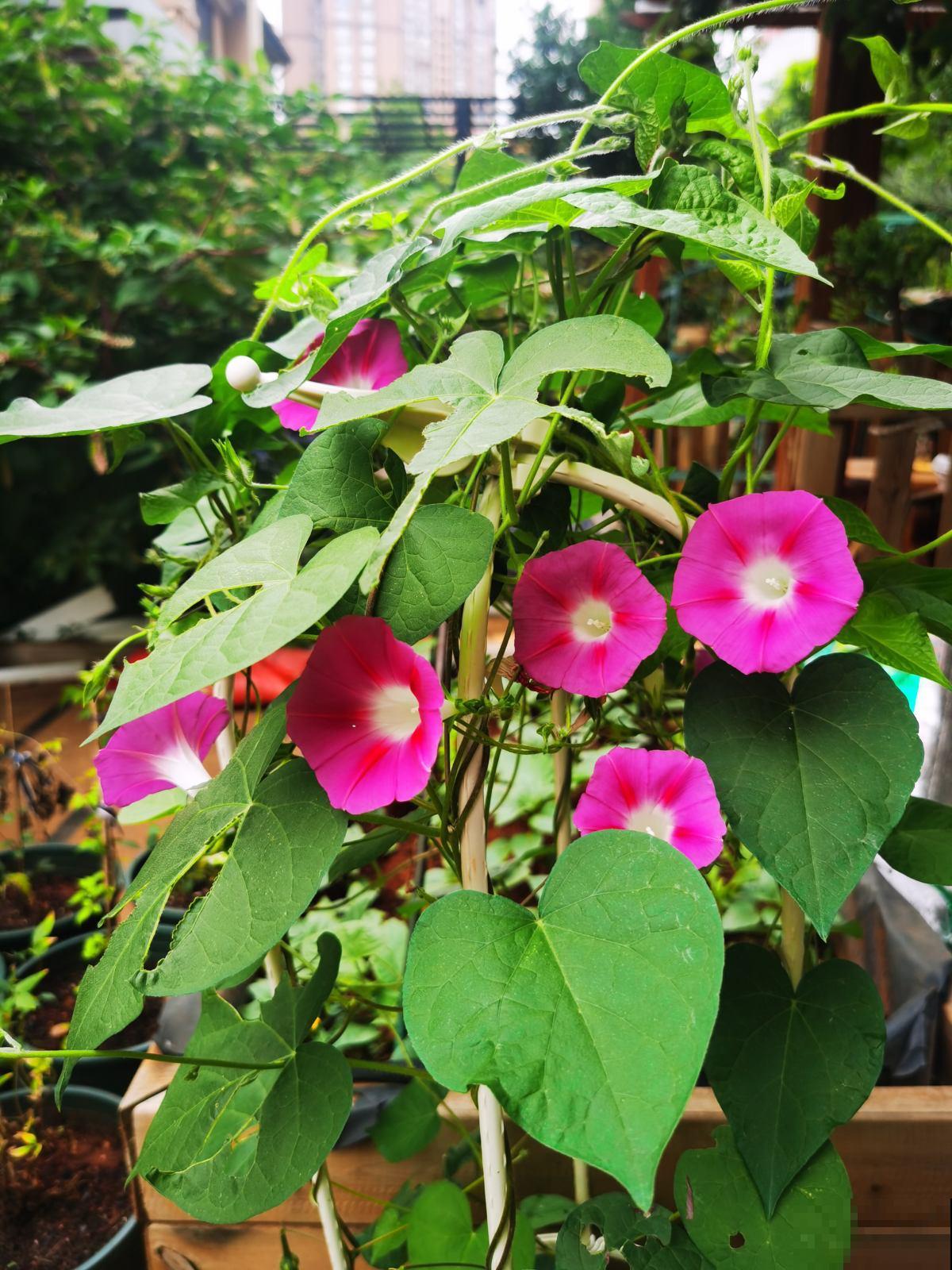 老话说“房前不栽树，屋后不种花”，究竟是科学，还是迷信？